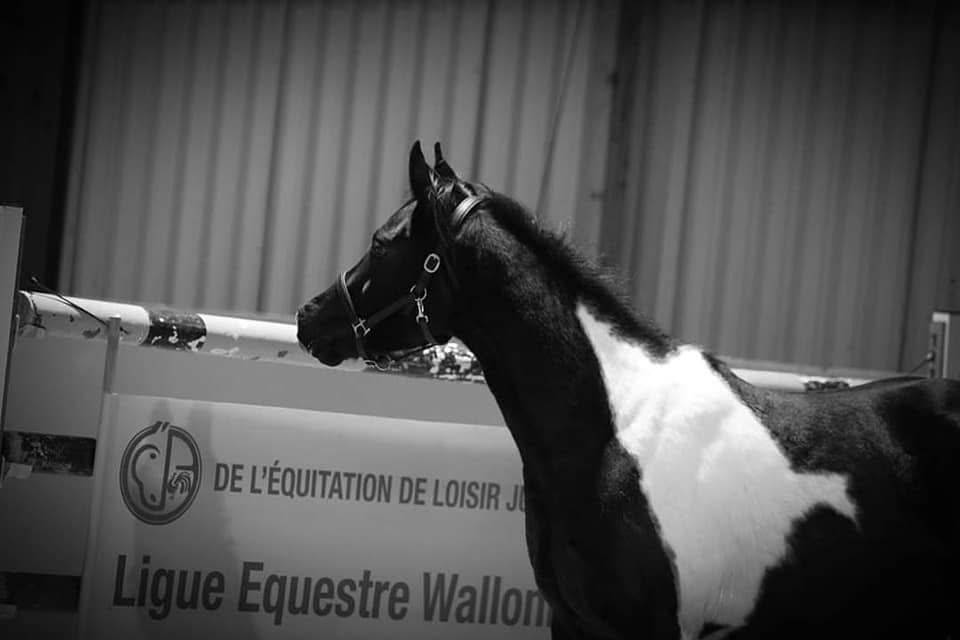 Castrone Mezzo Sangue Arabo In vendita 2017 Tobiano