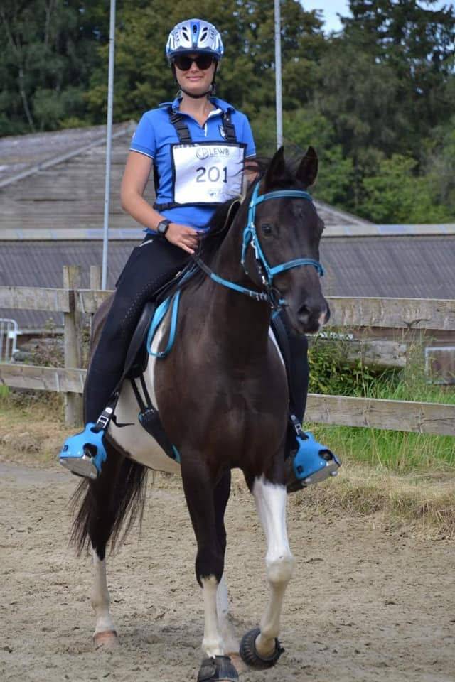 Castrone Mezzo Sangue Arabo In vendita 2017 Tobiano
