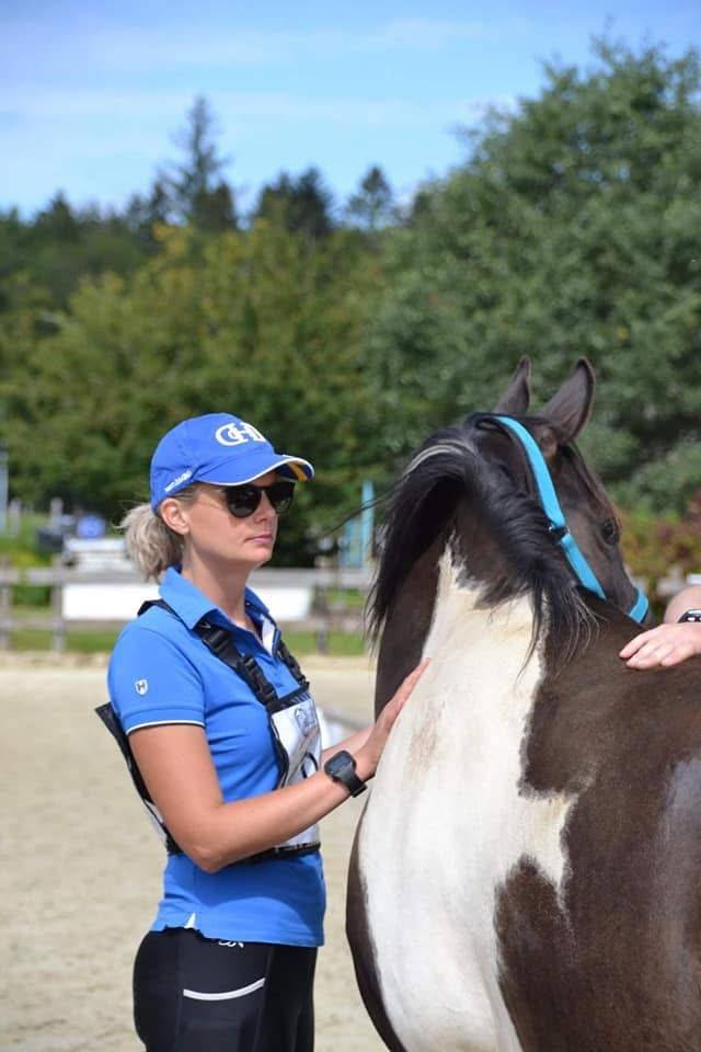 Castrone Mezzo Sangue Arabo In vendita 2017 Tobiano