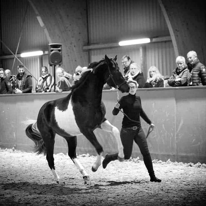 Castrone Mezzo Sangue Arabo In vendita 2017 Tobiano