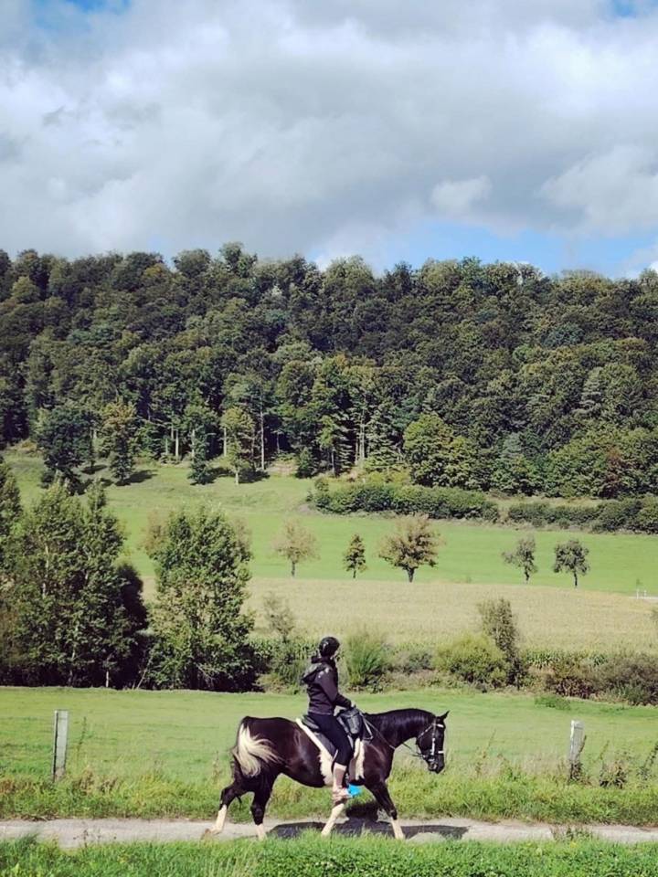 Castrone Mezzo Sangue Arabo In vendita 2017 Tobiano