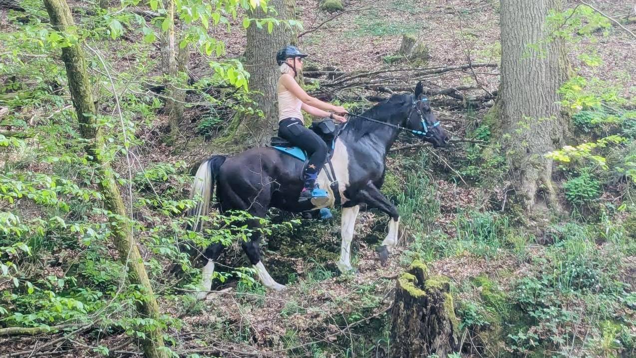 Castrone Mezzo Sangue Arabo In vendita 2017 Tobiano