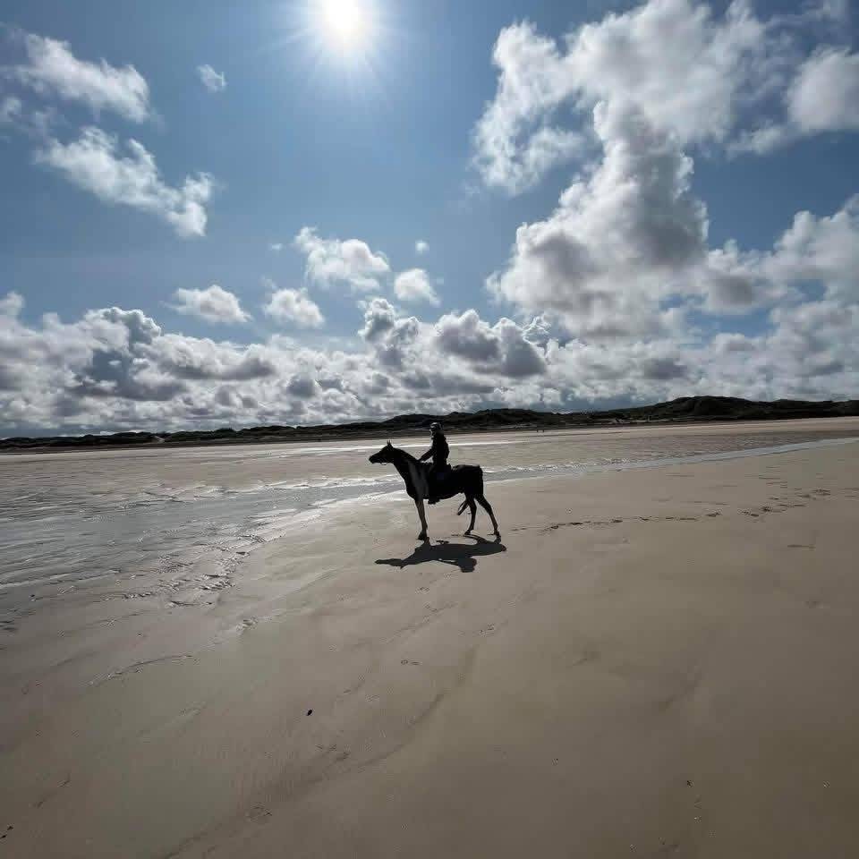Castrone Mezzo Sangue Arabo In vendita 2017 Tobiano