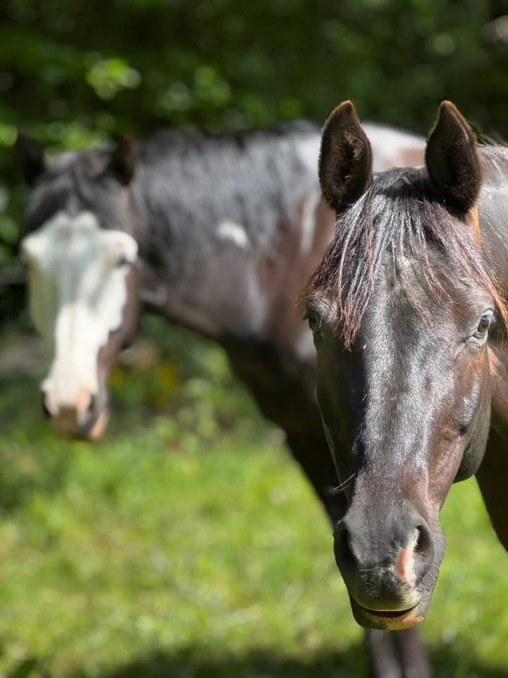 Castrone Mezzo Sangue Arabo In vendita 2017 Tobiano