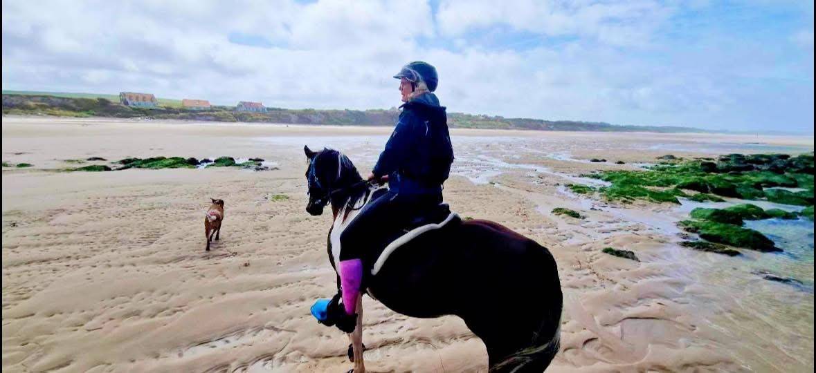 Castrone Mezzo Sangue Arabo In vendita 2017 Tobiano