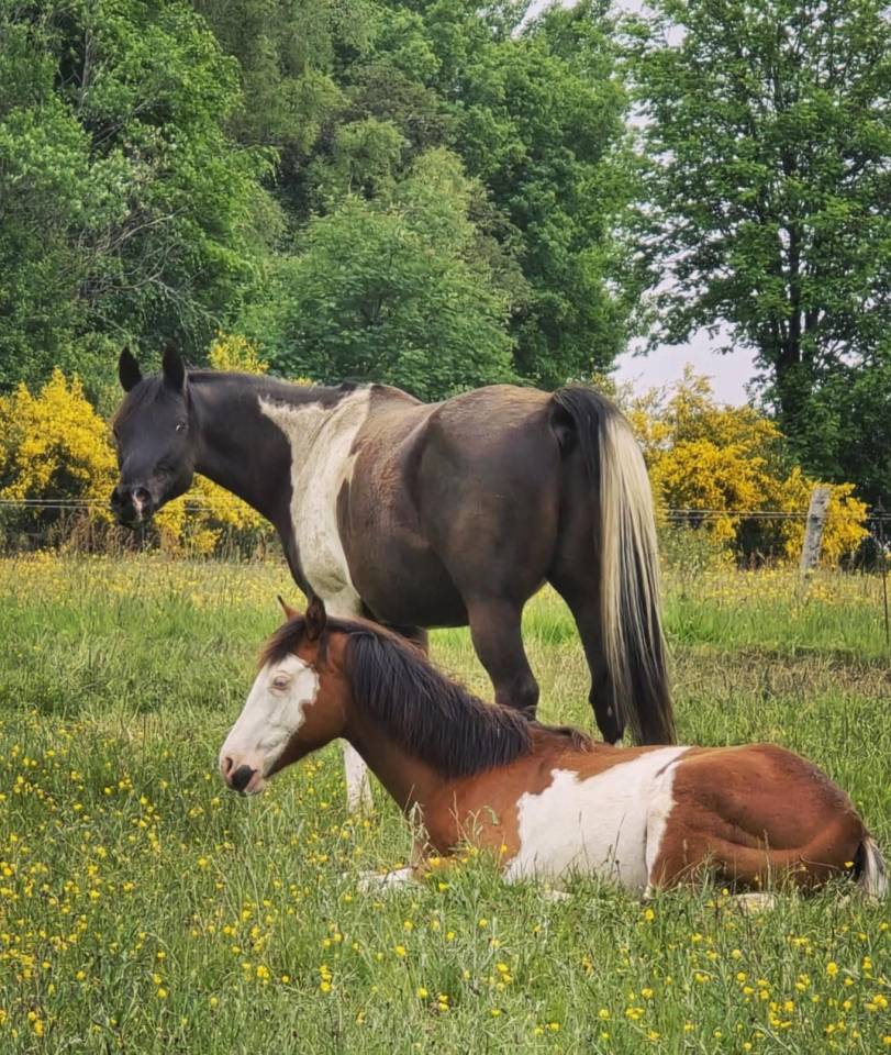 Castrone Mezzo Sangue Arabo In vendita 2017 Tobiano