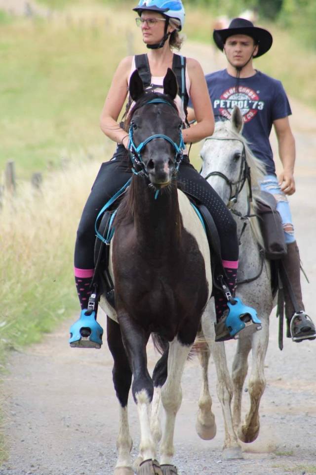 Castrone Mezzo Sangue Arabo In vendita 2017 Tobiano