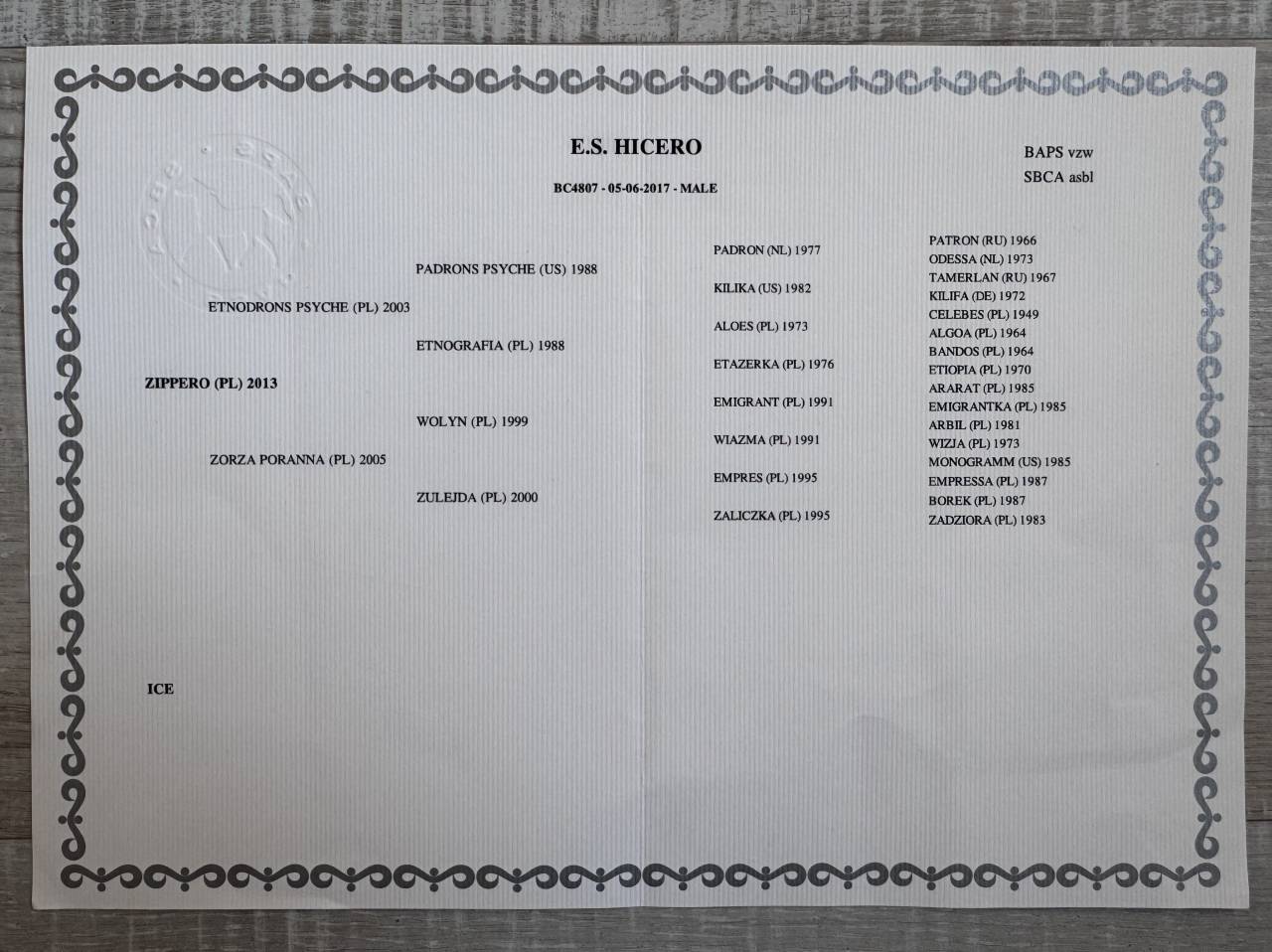 Castrone Mezzo Sangue Arabo In vendita 2017 Tobiano