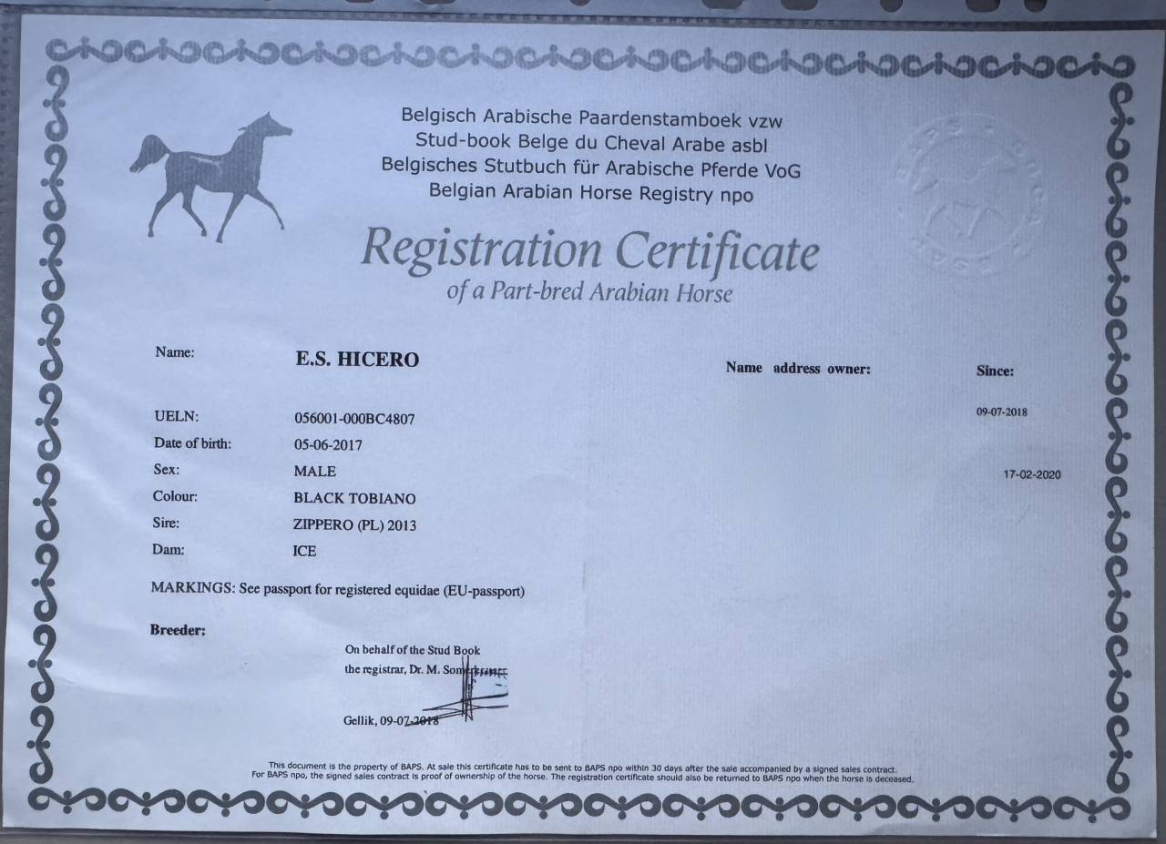 Castrone Mezzo Sangue Arabo In vendita 2017 Tobiano