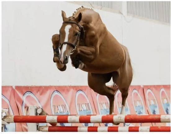 Cavalla Zangersheide In vendita 2021 Sauro