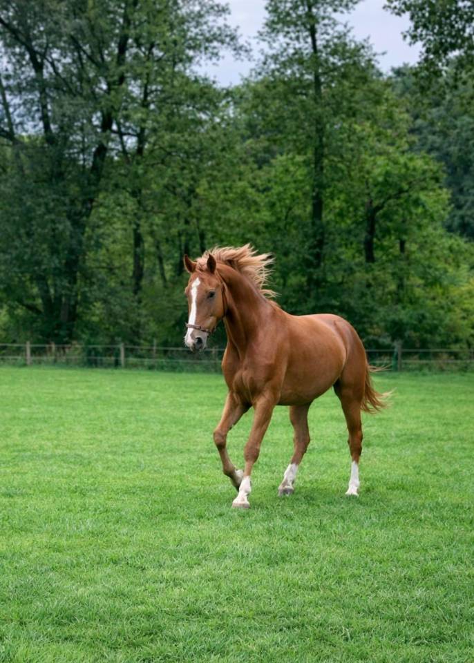 Cavalla Zangersheide In vendita 2021 Sauro