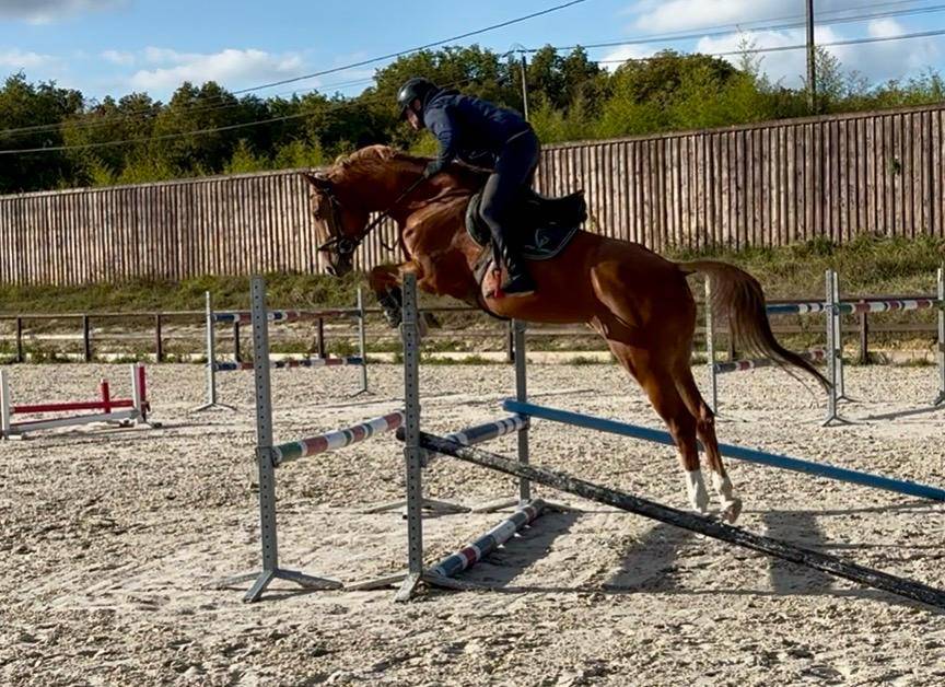 Cavalla Zangersheide In vendita 2021 Sauro