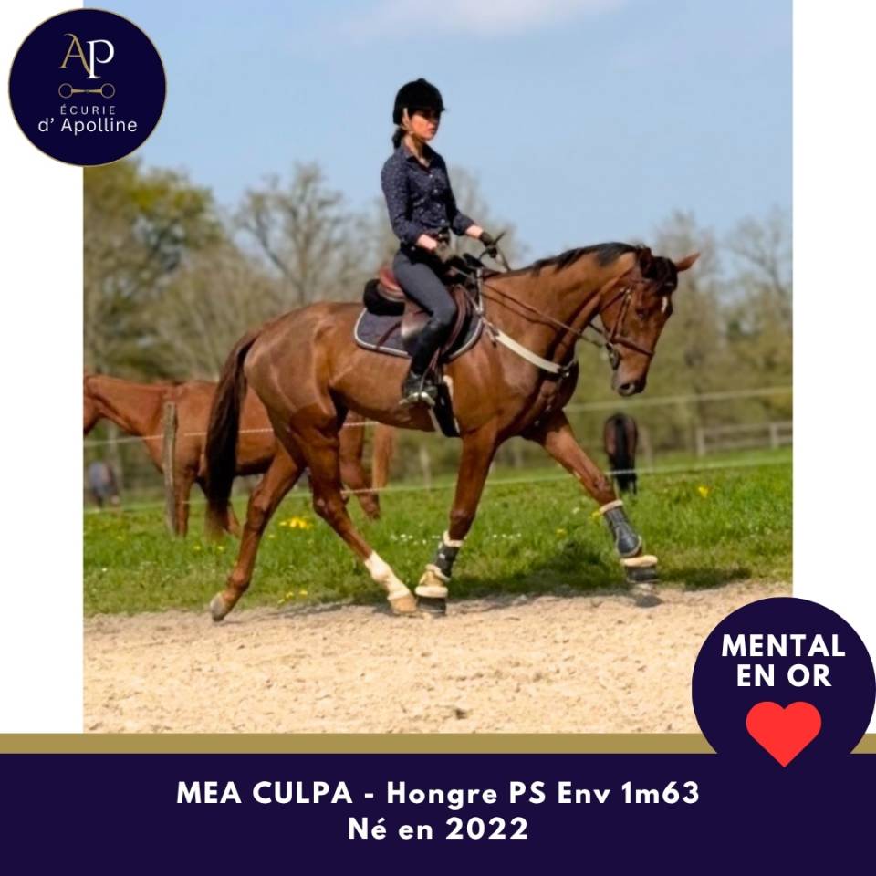 Castrone Purosangue In vendita 2022 Baio