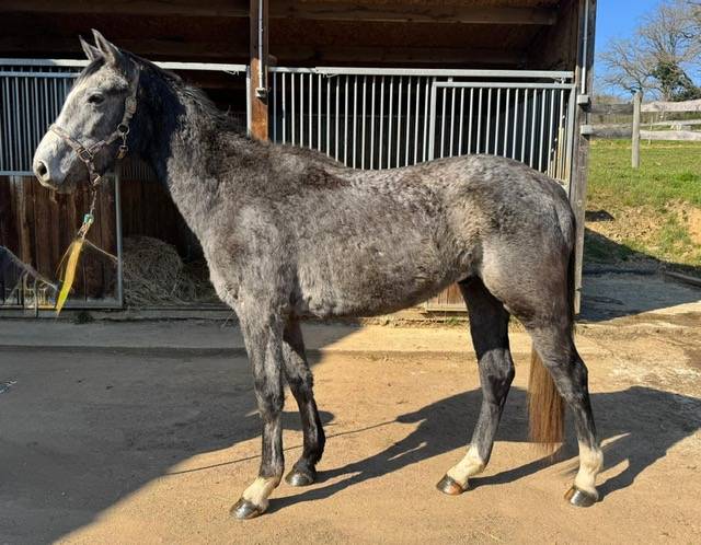 Castrone Origine non conosciuta  In vendita 2023 Grigio ,  Genesis de talma