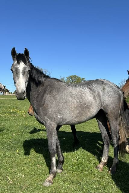 Castrone Origine non conosciuta  In vendita 2023 Grigio ,  Genesis de talma