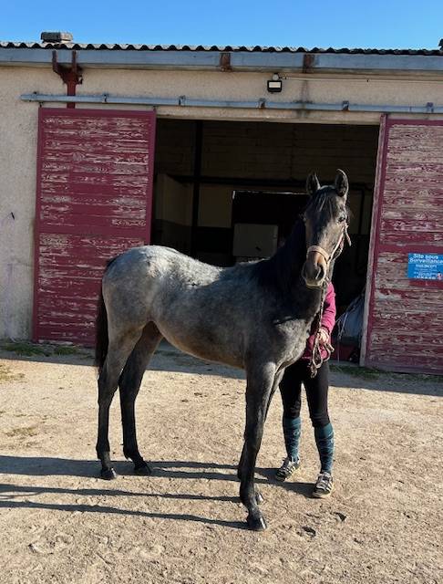 Puledro Origine non conosciuta  In vendita 2025 Grigio ,  Arc de Triomphe
