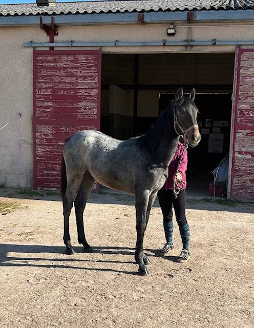 Puledro Origine non conosciuta  In vendita 2025 Grigio ,  Arc de Triomphe