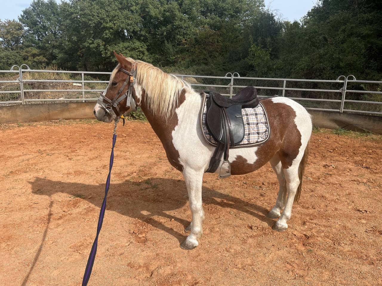 Castrone Origine Non Constatata In vendita 2022 Pezzato