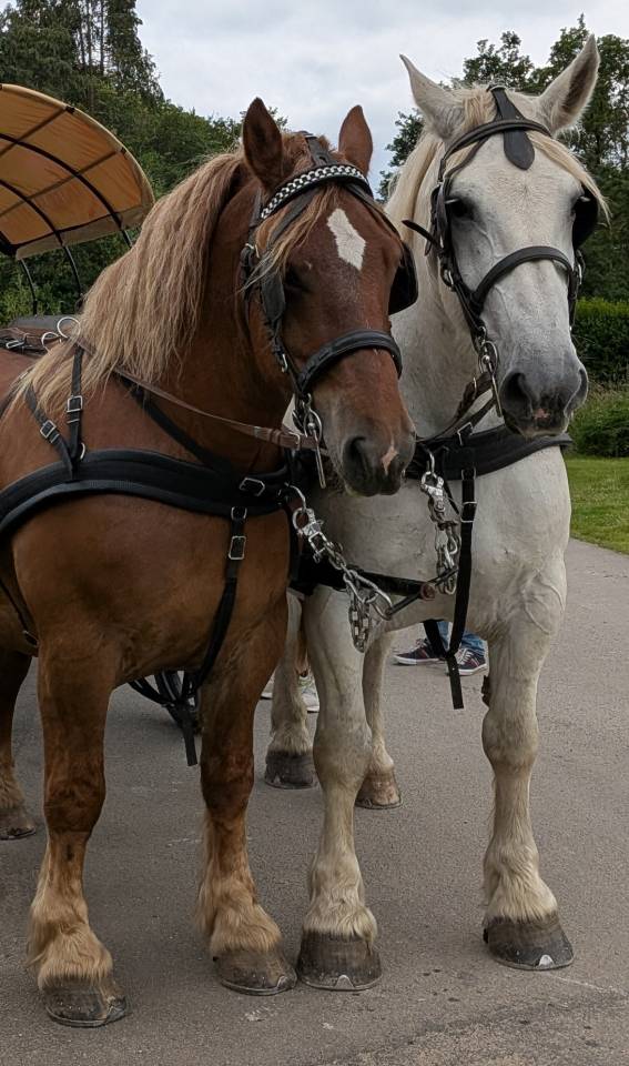 Cavalla Percheron In vendita 2011 Grigio