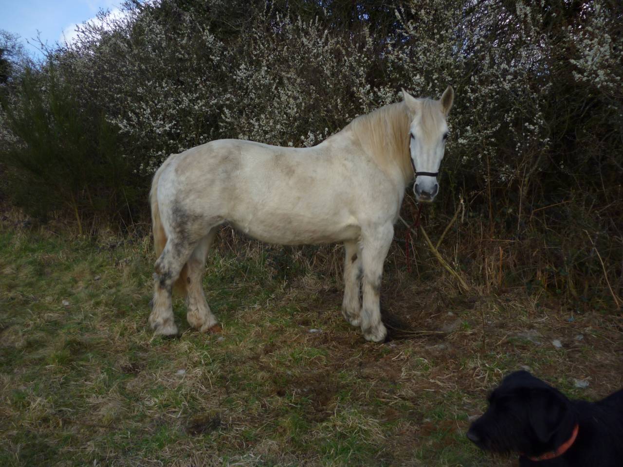 Cavalla Percheron In vendita 2011 Grigio