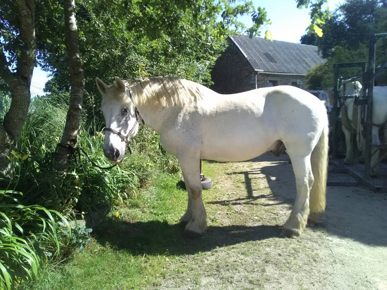 Cavalla Percheron In vendita 2011 Grigio
