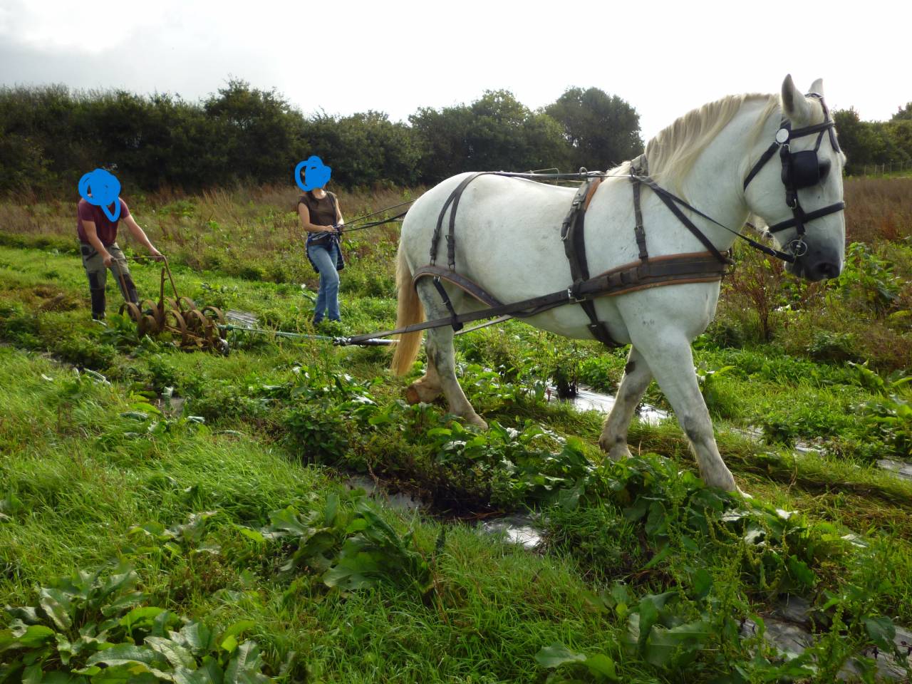 Cavalla Percheron In vendita 2011 Grigio
