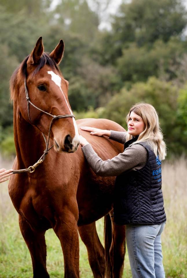 Castrone Sella Francese In vendita 2023 Baio ,  Varennes du breuil