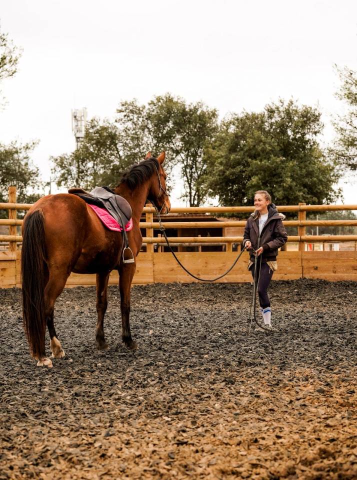 Castrone Sella Francese In vendita 2023 Baio ,  Varennes du breuil