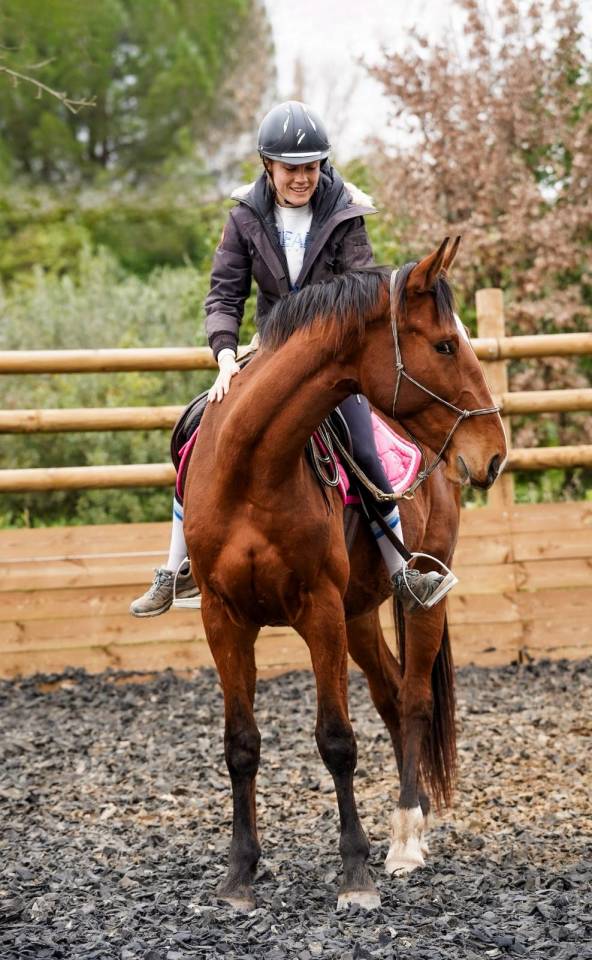 Castrone Sella Francese In vendita 2023 Baio ,  Varennes du breuil