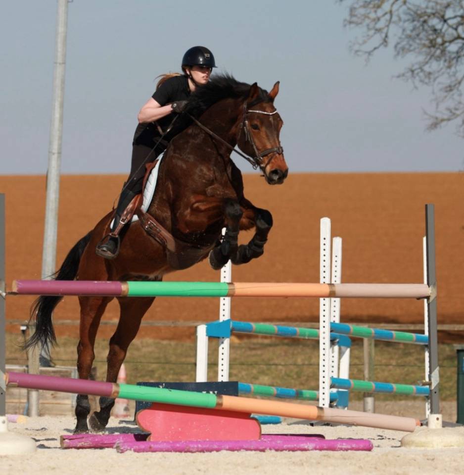 Castrone sBs Cavallo da Sport Belgio In vendita 2013 Baio ,  CASTELINO