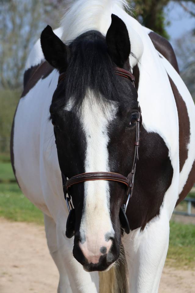 Castrone Zangersheide In vendita 2022 Pezzato ,  DAILY MAGIC DE ROCK 1 Z