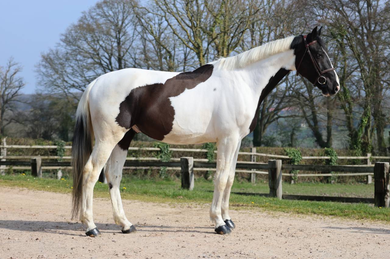 Castrone Zangersheide In vendita 2022 Pezzato ,  DAILY MAGIC DE ROCK 1 Z