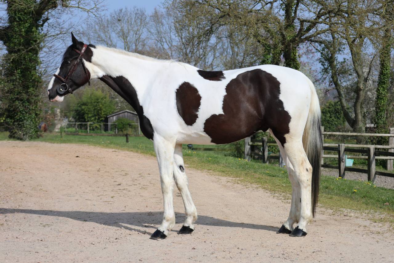 Castrone Zangersheide In vendita 2022 Pezzato ,  DAILY MAGIC DE ROCK 1 Z