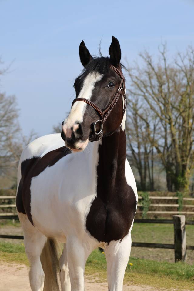 Castrone Zangersheide In vendita 2022 Pezzato ,  DAILY MAGIC DE ROCK 1 Z