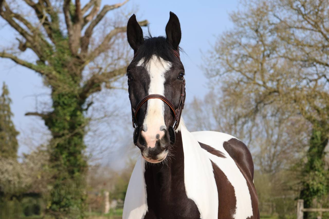 Castrone Zangersheide In vendita 2022 Pezzato ,  DAILY MAGIC DE ROCK 1 Z