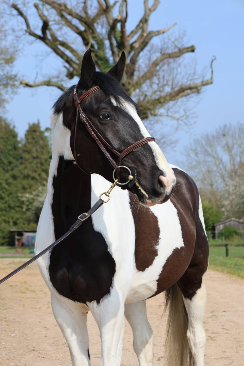 Castrone Zangersheide In vendita 2022 Pezzato ,  DAILY MAGIC DE ROCK 1 Z