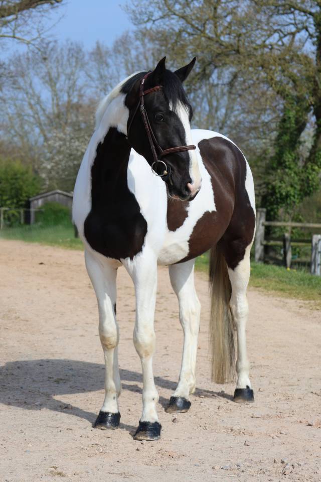 Castrone Zangersheide In vendita 2022 Pezzato ,  DAILY MAGIC DE ROCK 1 Z