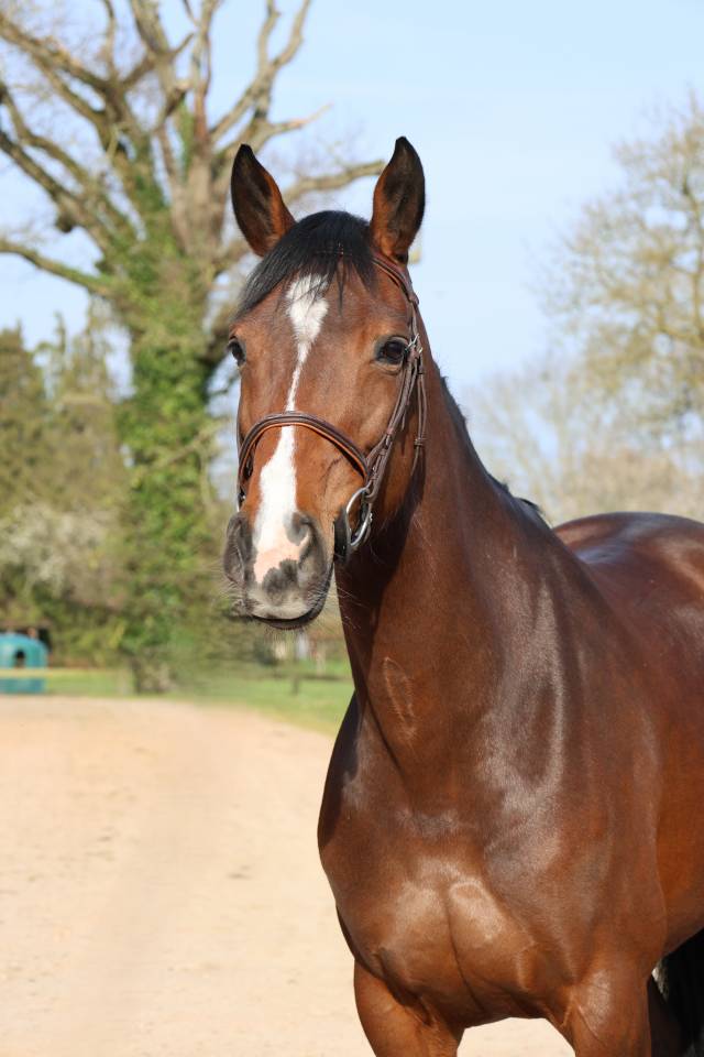 Cavalla Sella Francese In vendita 2017 Baio scuro ,  CONTENDRO