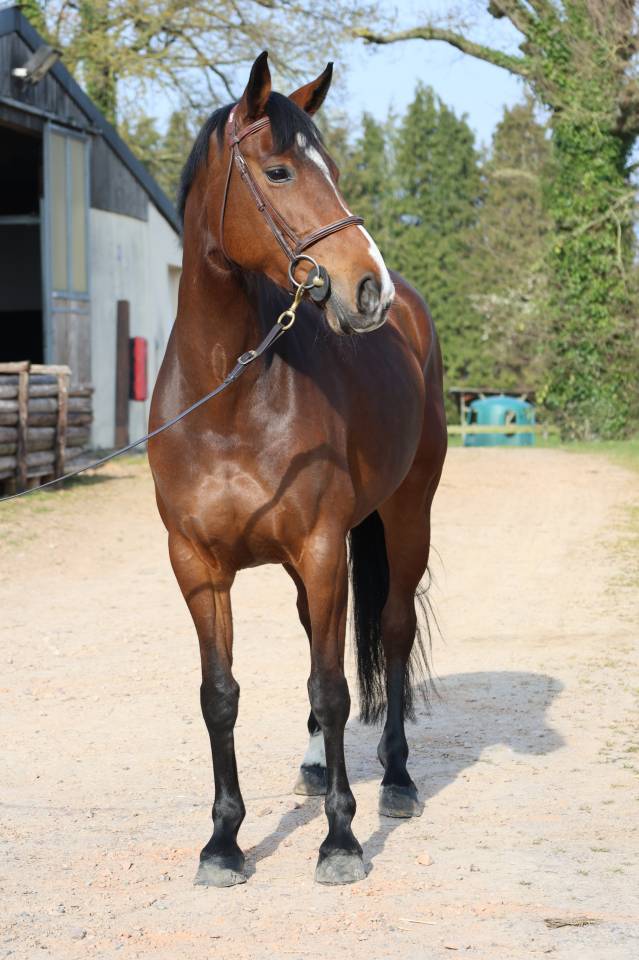 Cavalla Sella Francese In vendita 2017 Baio scuro ,  CONTENDRO