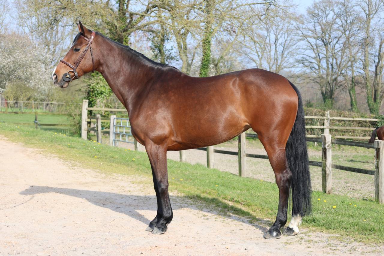 Cavalla Sella Francese In vendita 2017 Baio scuro ,  CONTENDRO