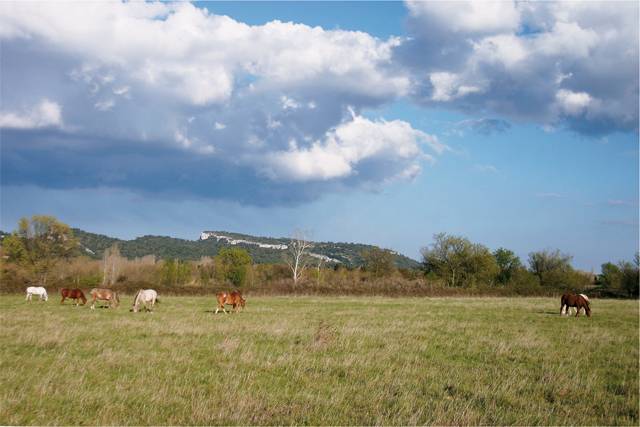 Bella dimora equestre In vendita Bouches-du-Rh&ocirc;ne