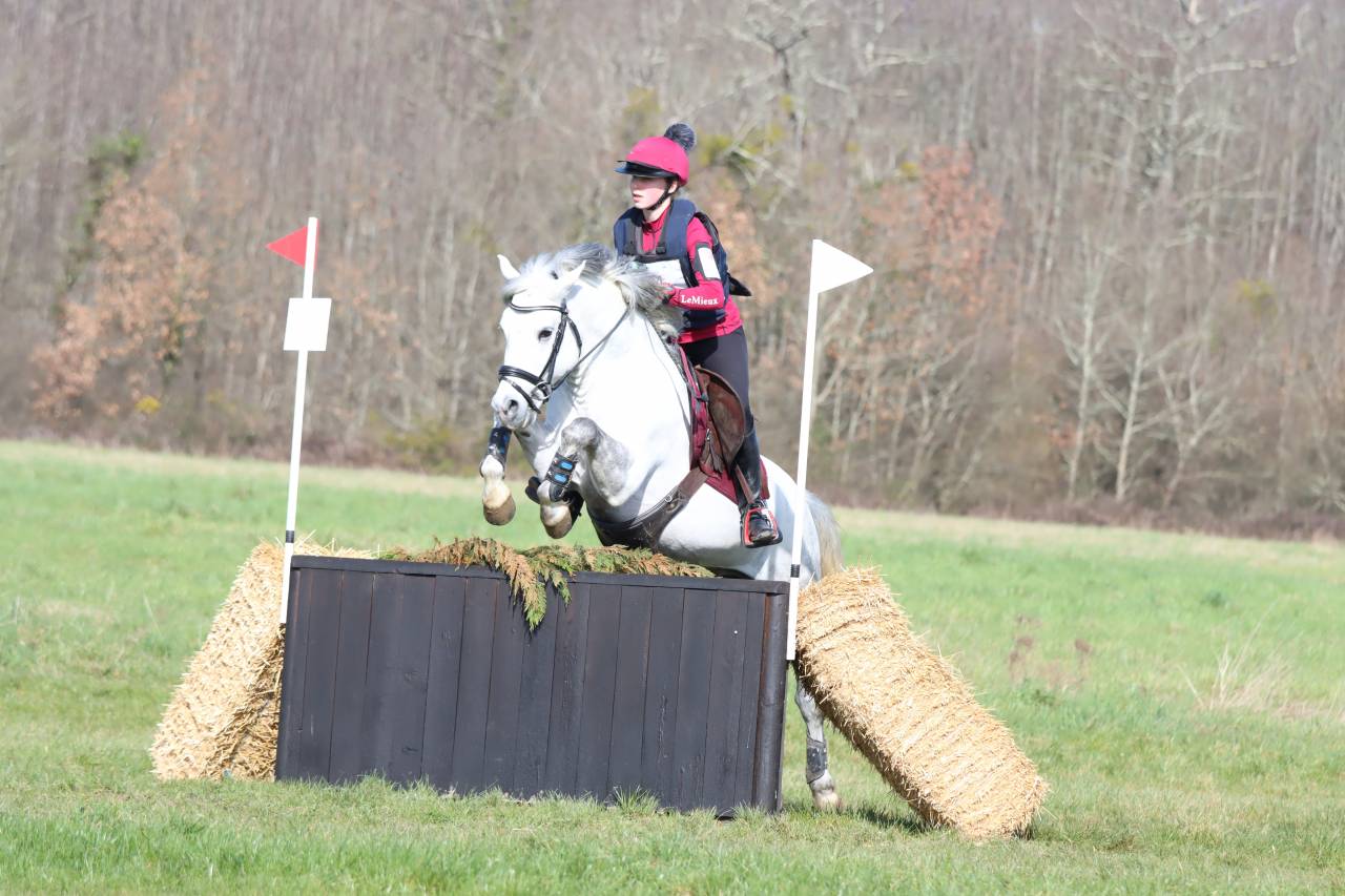 Stallone New Forest In vendita 2019 Grigio