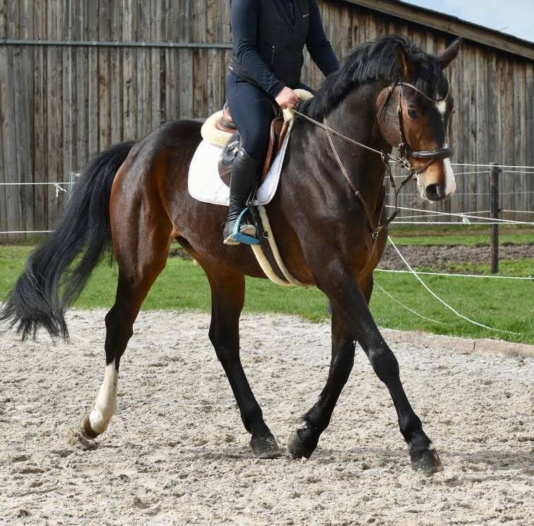 Castrone Origine non conosciuta  In vendita 2019 Baio scuro