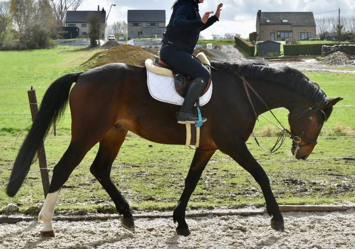 Castrone Origine non conosciuta  In vendita 2019 Baio scuro