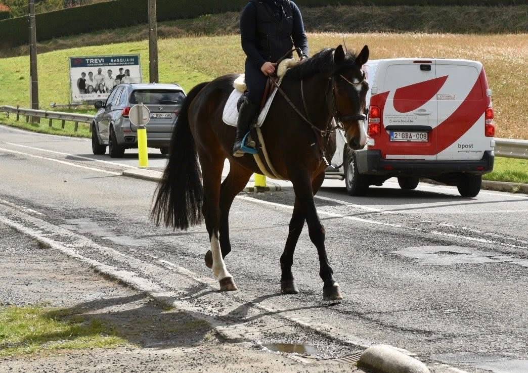 Castrone Origine non conosciuta  In vendita 2019 Baio scuro