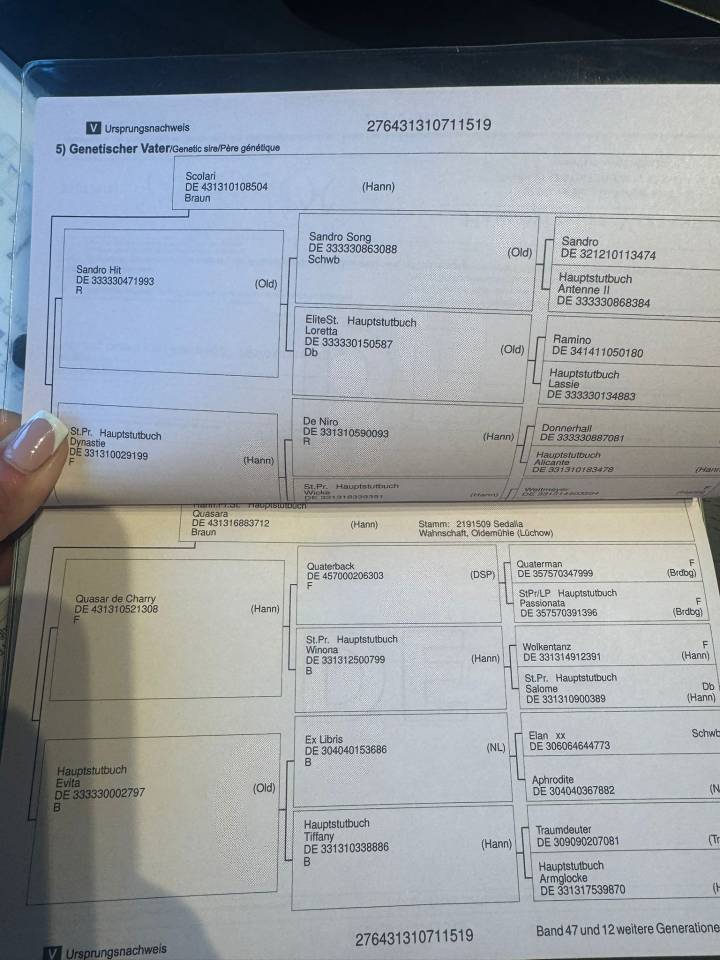 Castrone Origine non conosciuta  In vendita 2019 Baio scuro