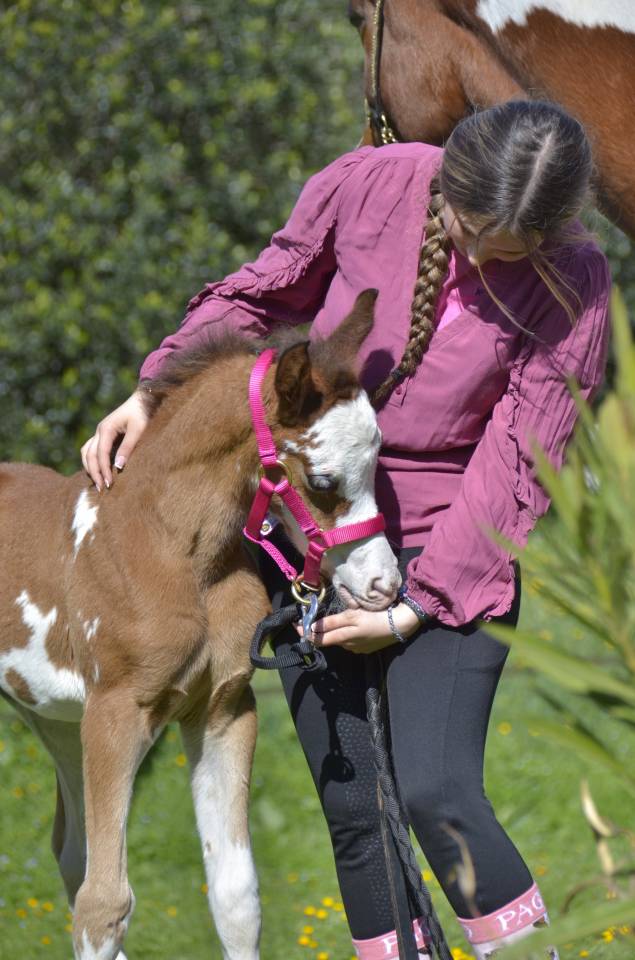 Puledra Purosangue Arabo In vendita 2026 Altro colore
