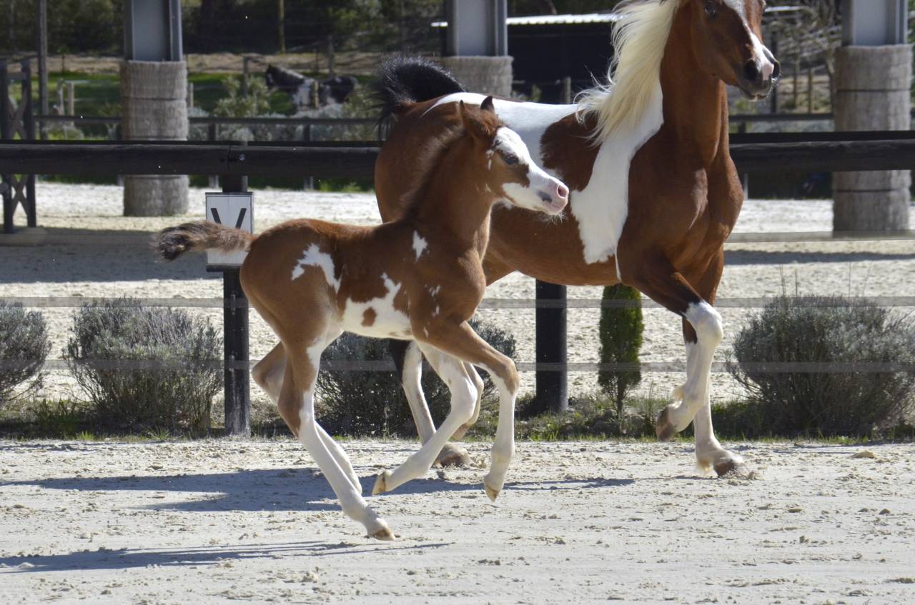 Puledra Purosangue Arabo In vendita 2026 Altro colore
