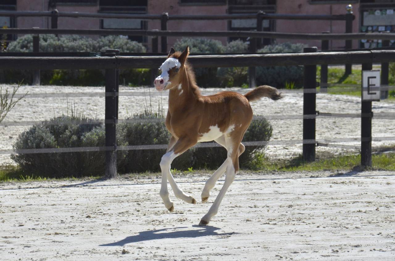 Puledra Purosangue Arabo In vendita 2026 Altro colore
