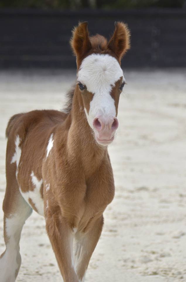 Puledra Purosangue Arabo In vendita 2026 Altro colore